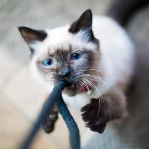 Team Page: Team Tinslee